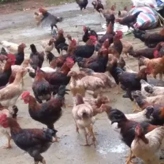 Gà mía sơn tây trưởng thành